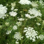 Queen_Anne's_Lace_in_Pennsylvania.